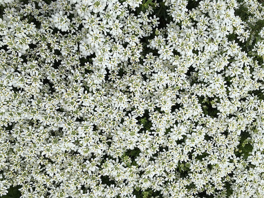 flower, white, bloom, flowering plant, growth, beauty in nature HD wallpaper