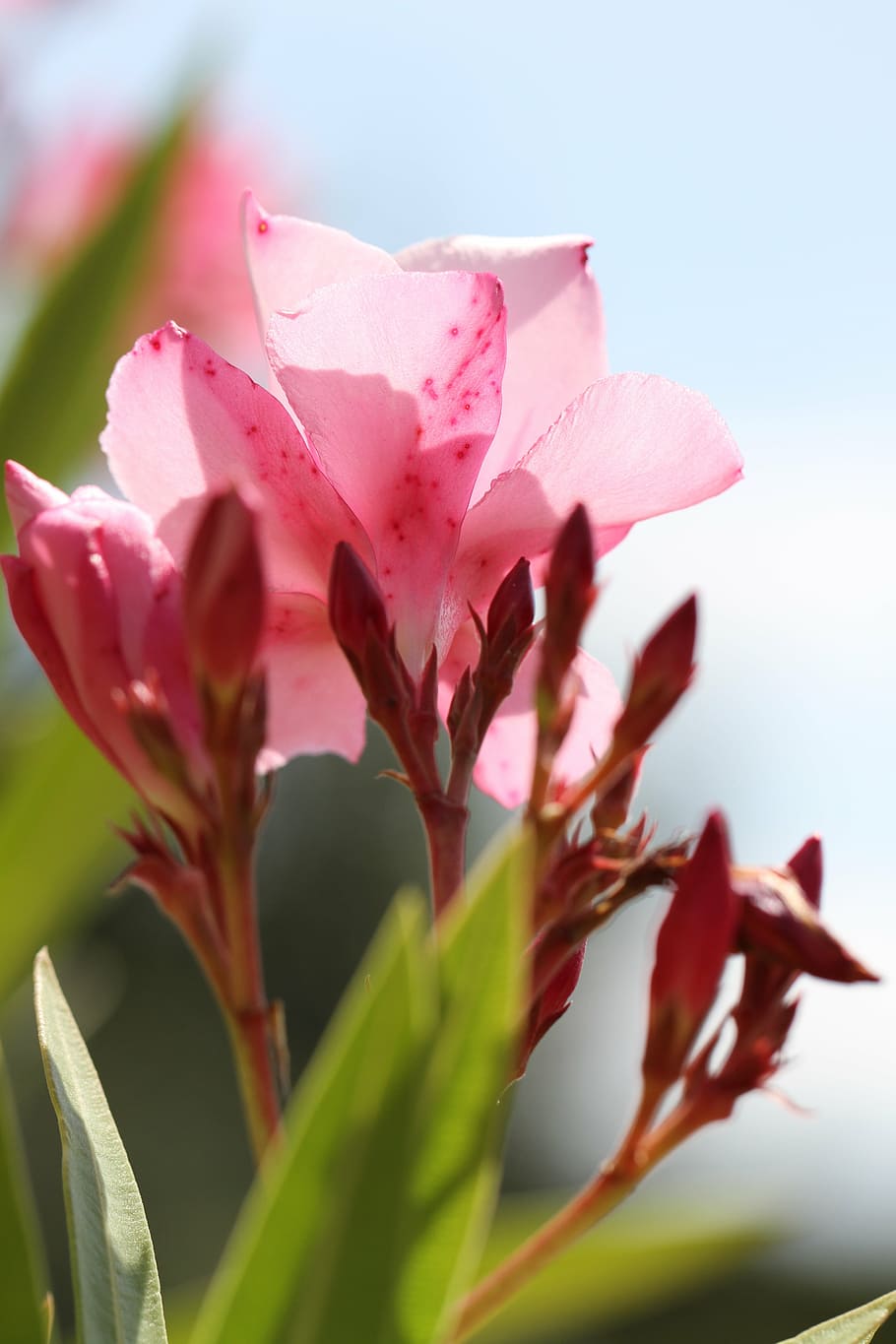 oleander, blossom, bloom, blue, hell, color, flora, flower HD wallpaper