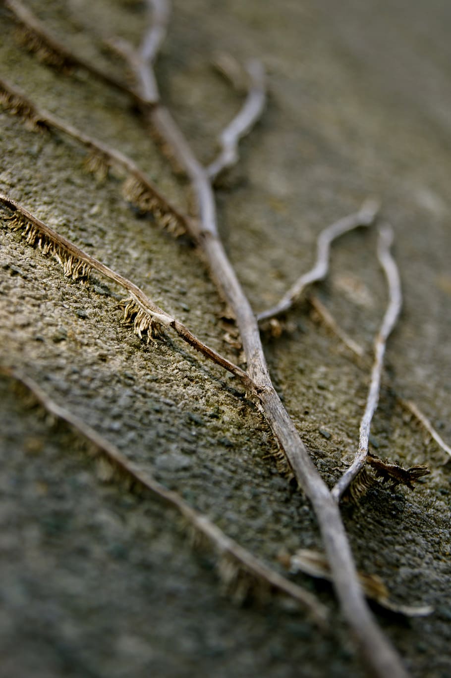 closeup photo of gray roots, cemetery, mourning, plant, branch HD wallpaper