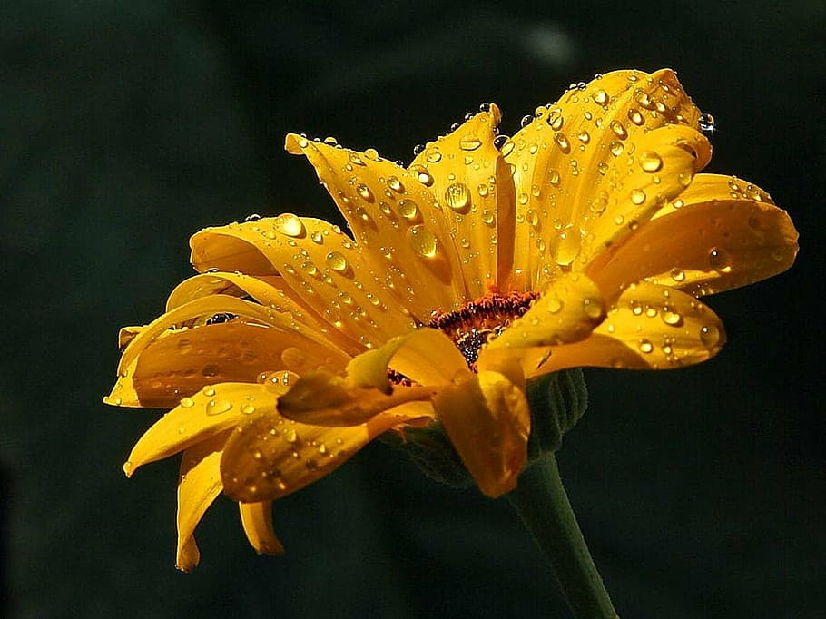 raindrops, daisy, dew, water, landscapes, nature, flower, flowering plant HD wallpaper