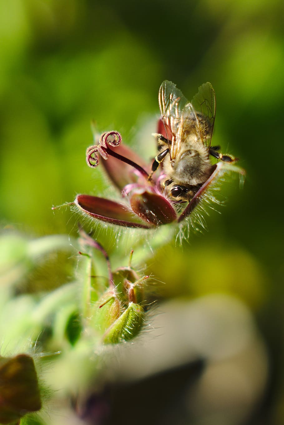 bee, flower, macro, spring, garden, nature, animal themes, insect HD wallpaper