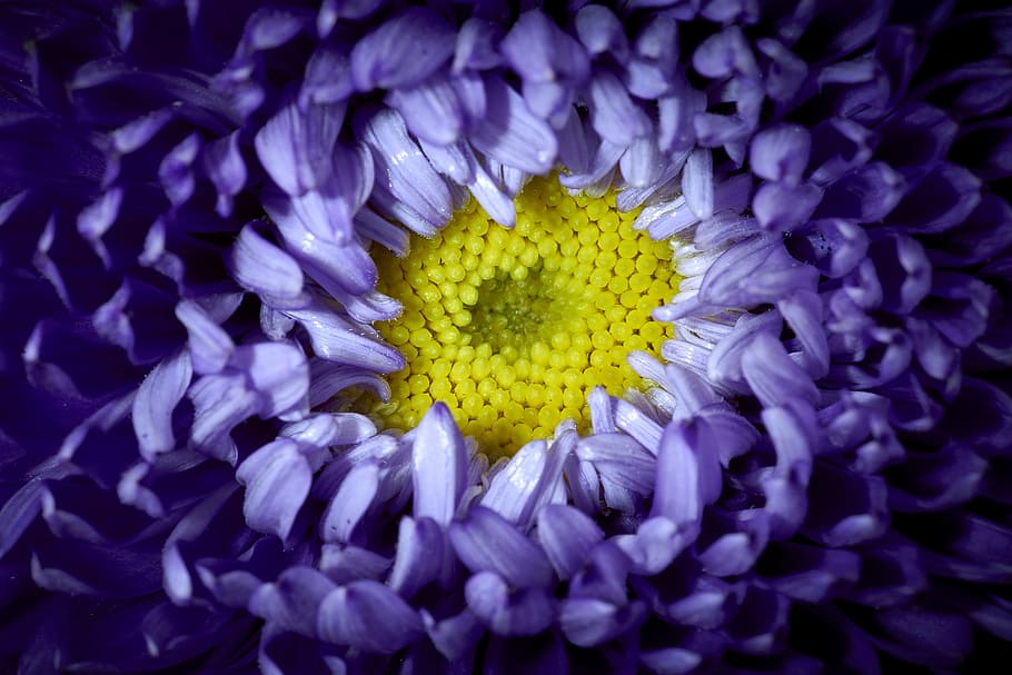 winter aster, purple, violet, plant, blossom, bloom, flowers HD wallpaper