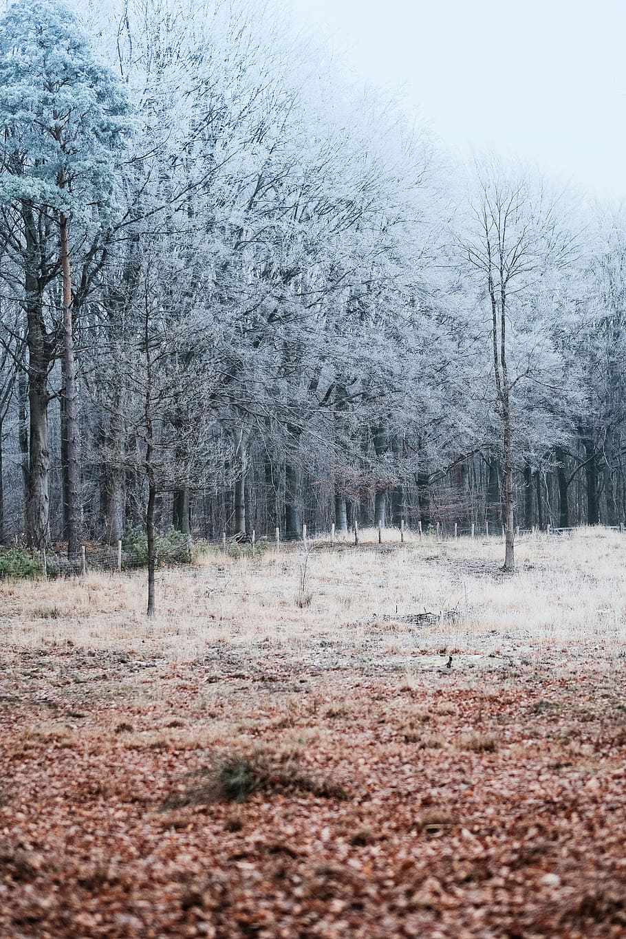 tree, plants, nature, outdoor, grass, land, tranquility, tranquil scene HD wallpaper