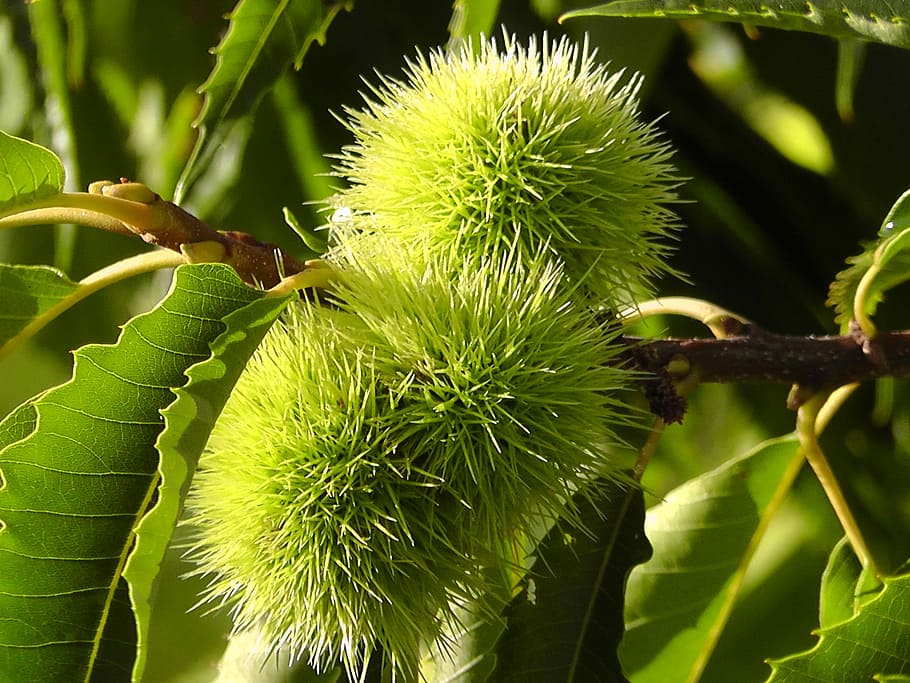 Chestnut, Fruit, Prickly, Edible, chestnuts, green, green color HD wallpaper