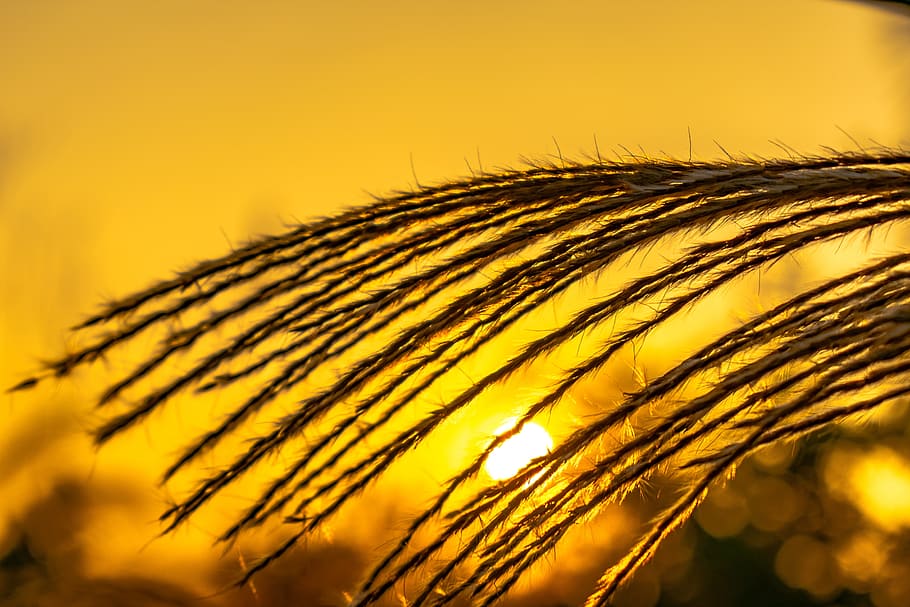 thatched, pampas grass, sunset, sad, gold, nature, cereal plant HD wallpaper