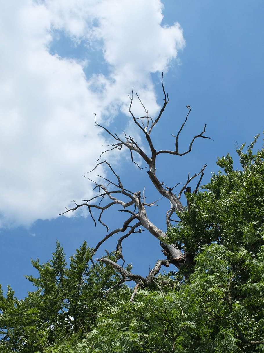 sky, cloud, tree, dead, excel, kahl, aesthetic, forest, blue HD wallpaper
