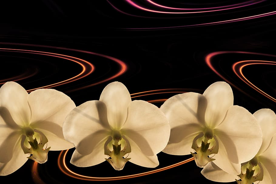 Nếu bạn yêu hoa phong lan trắng tinh khôi, thì không thể bỏ qua bức ảnh nền hoa phong lan trắng thiên nhiên đẹp như tranh vẽ này. Hãy cảm nhận được sự nổi bật của loài hoa này trên nền đen, tạo nên sự hoàn hảo cho màn hình của bạn.