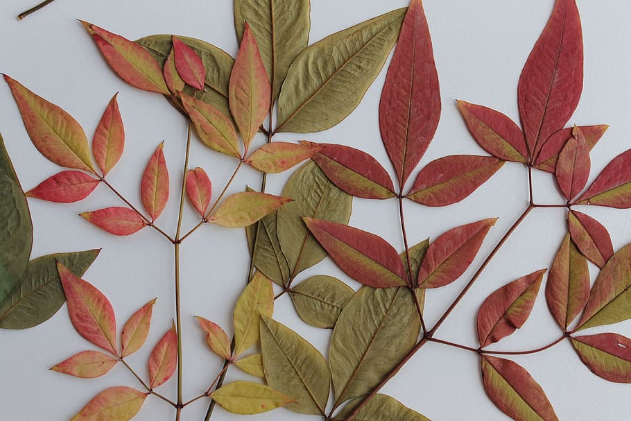 leaf, fall, autumn, plant part, no people, change, close-up HD wallpaper