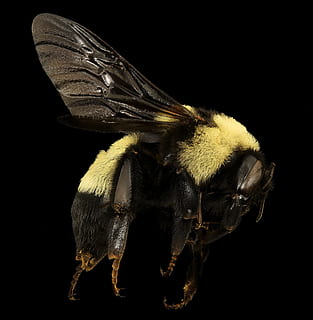 honey bee, bumblebee, insect, macro, mounted, portrait, nature HD wallpaper