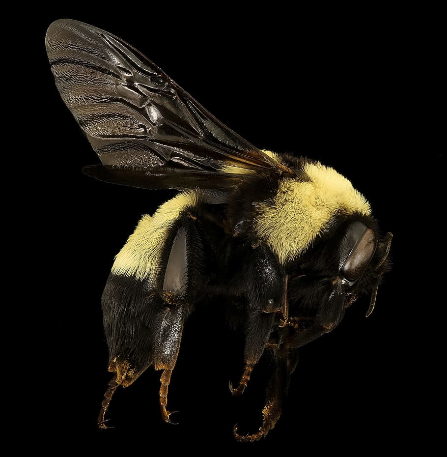 honey bee, bumblebee, insect, macro, mounted, portrait, nature HD wallpaper