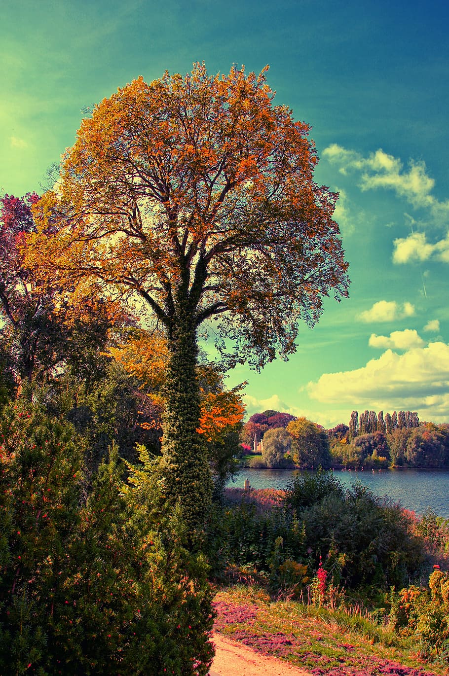 tree, lake, away, nature, landscape, bank, deciduous tree, park HD wallpaper