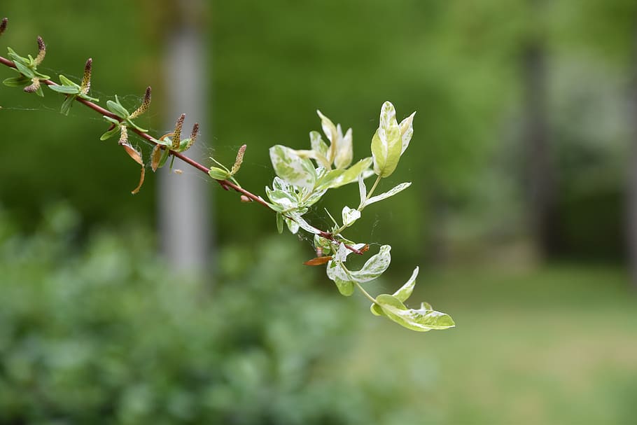 nature, plant, leaf, willow, tree, green, branches, growth HD wallpaper