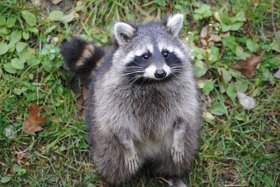 grey and black Racoon on green grass during daytime, raccoon