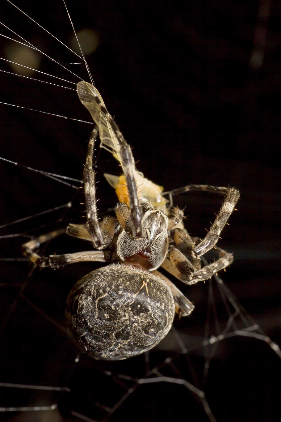 spider, prey, night, macro, gloomy, weird, close-up, animal HD wallpaper