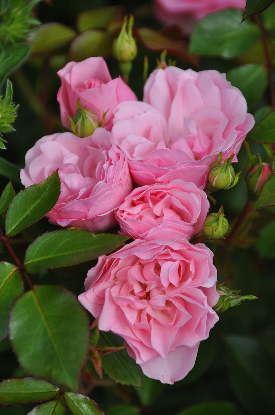 flower, rose, pink, pink color, plant, beauty in nature, flowering plant HD wallpaper