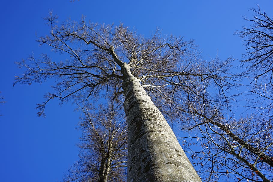 Beech, Forest, Cold, Winter, winter forest, tree, tree trunk HD wallpaper