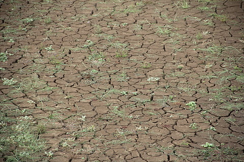 brown soil with grasses, dry, global warming, dehydrated, drought HD wallpaper