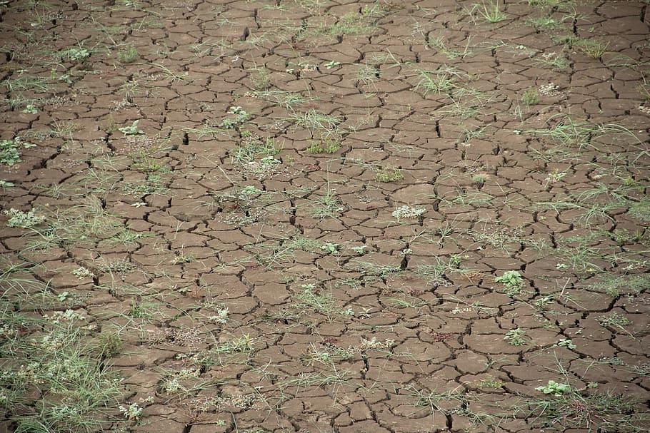 brown soil with grasses, dry, global warming, dehydrated, drought HD wallpaper