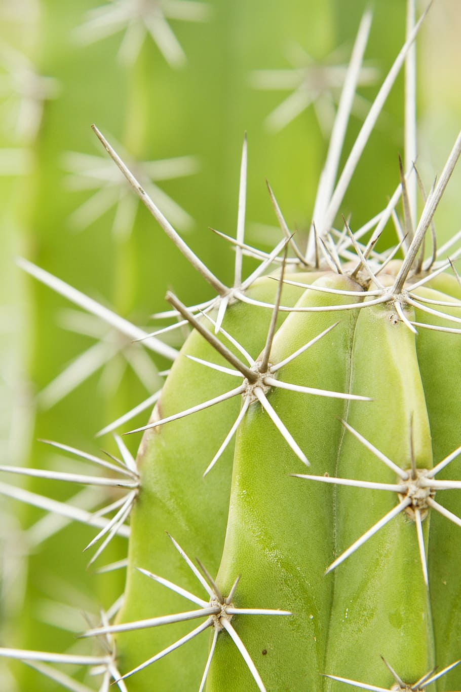 Cacti, Cactus, Thorn, Green, Plant, garden, desert, nature HD wallpaper