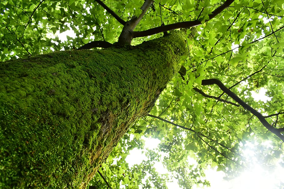 tree, nature, wood, leaf, environment, plant, low angle view HD wallpaper