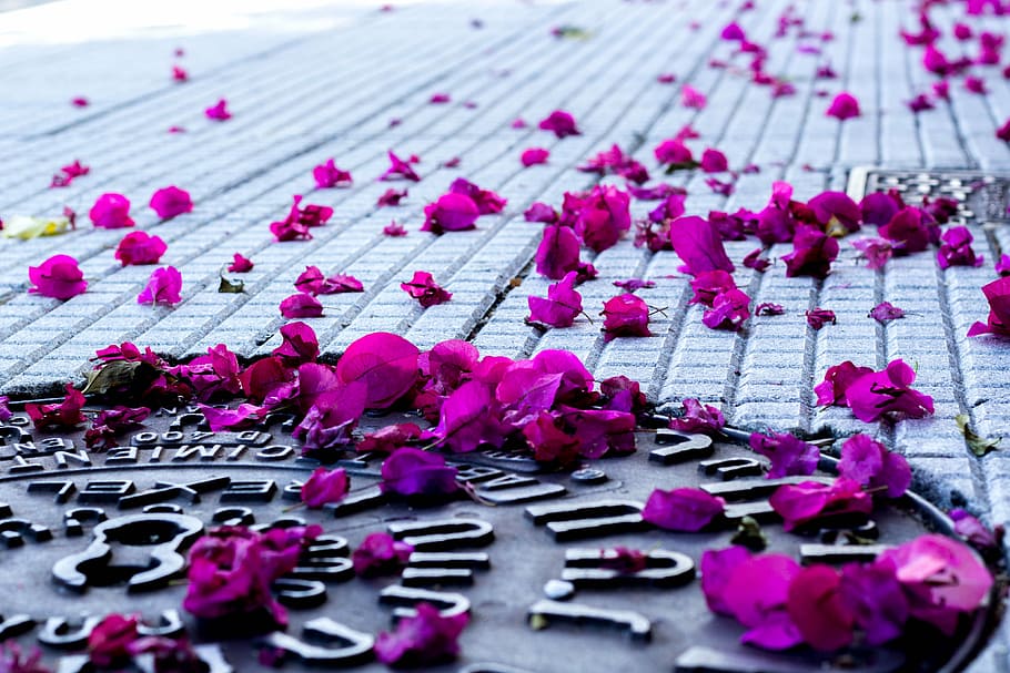 petals, soil, sewer, iron, flower, rosa, flowering plant, close-up HD wallpaper