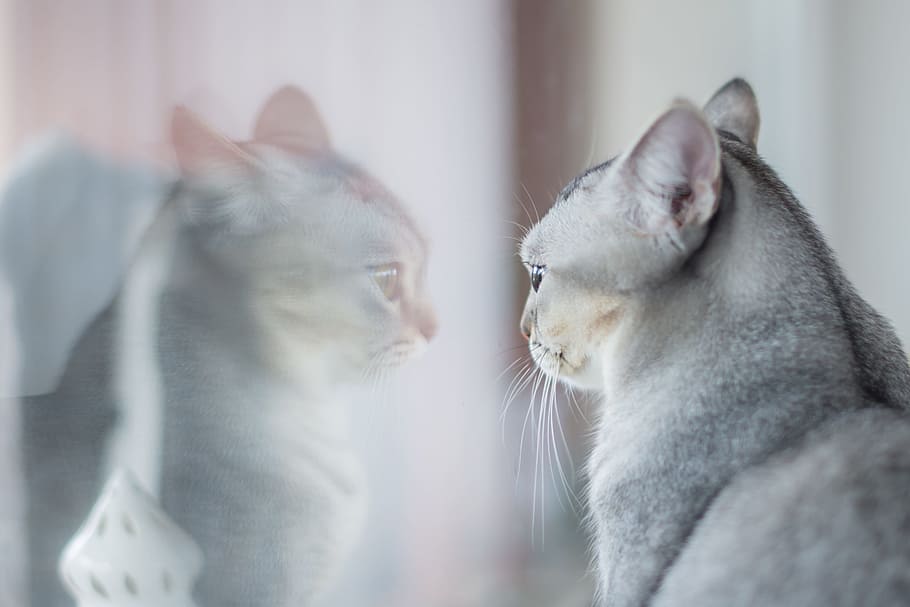 short-fur gray cat facing in the mirror, animal, cute, kitten, HD wallpaper