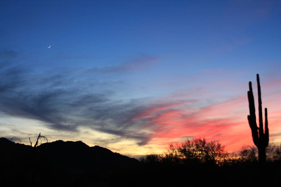 sunset, silhouette, desert, cactus, moon, sky, southwest, landscape HD wallpaper
