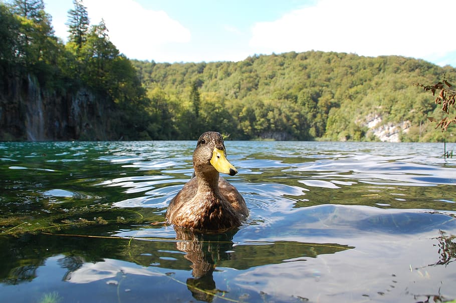 nature, duck, bird, lake, water, trees, reflection, clear, wild ducks HD wallpaper