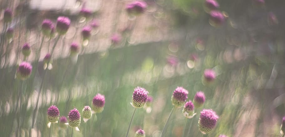 purple flower field selective-focus photography, flowers, spring HD wallpaper