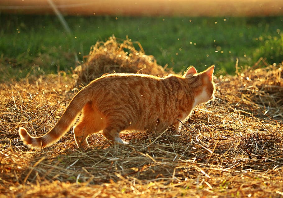 cat, mieze, kitten, mackerel, tiger cat, red mackerel tabby HD wallpaper