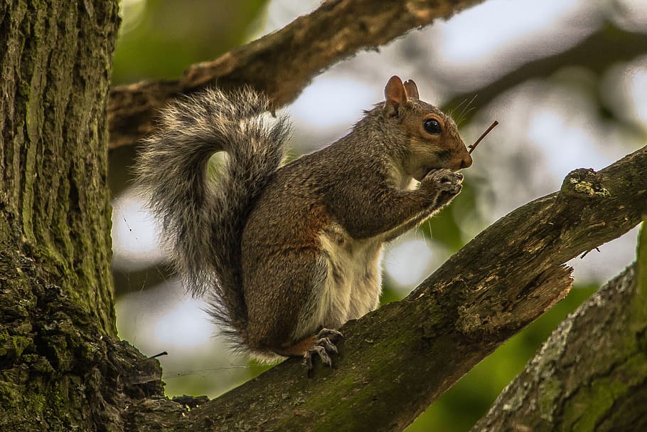 squirrel on top of tree branch during daytime, animal, forest HD wallpaper