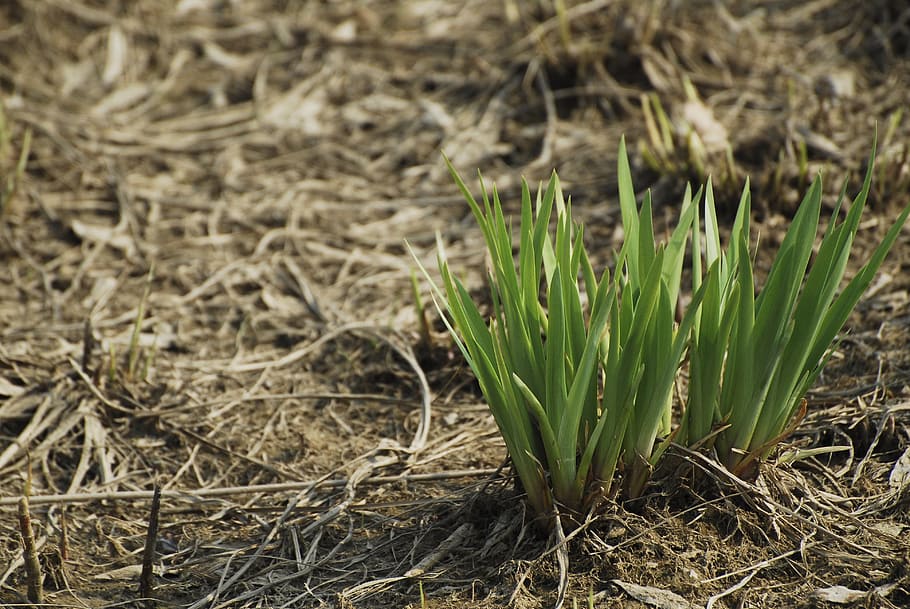 Spring, Land, bud, nature, growth, plant, grass, agriculture HD wallpaper