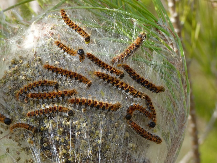 The Pine Processionary Moth, Caterpillar, plague, nest, cocoon, HD wallpaper