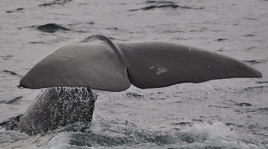 gray whale in body of water, wal, welsh, norway, sperm whale, HD wallpaper