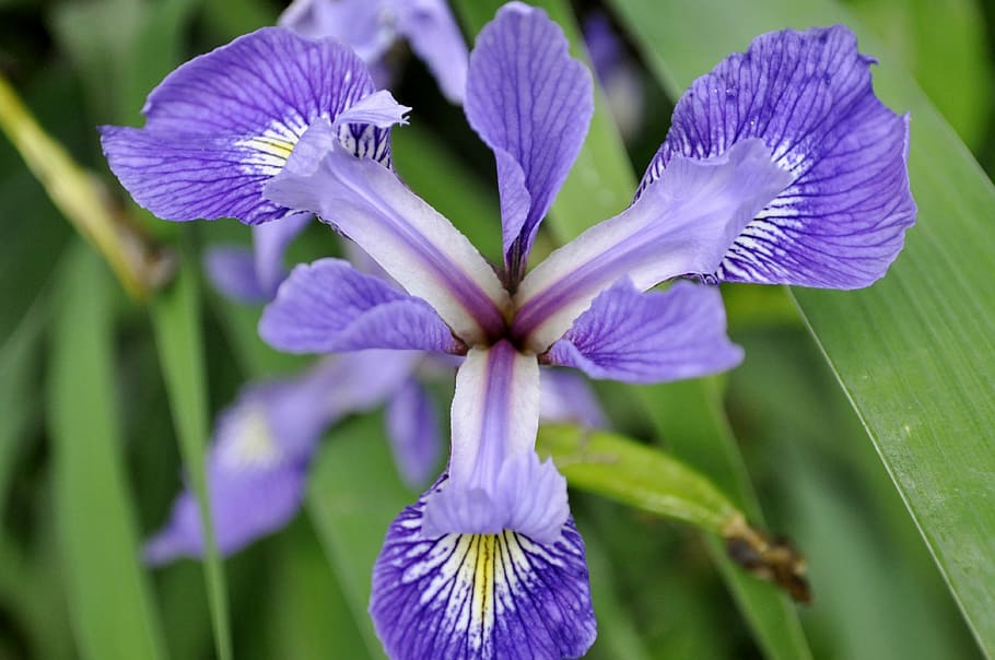 iris, flower, garden, petal, purple, iridaceae, flowering plant HD wallpaper