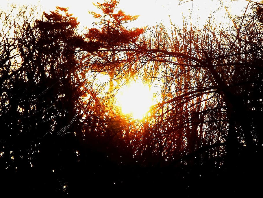 sunset, tree, sky, view, plant, tranquility, beauty in nature HD wallpaper