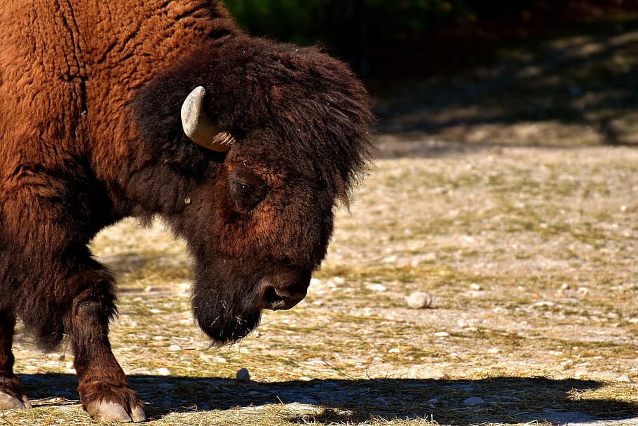 bison, beef, horned, horns, animal, animal world, wildlife photography HD wallpaper