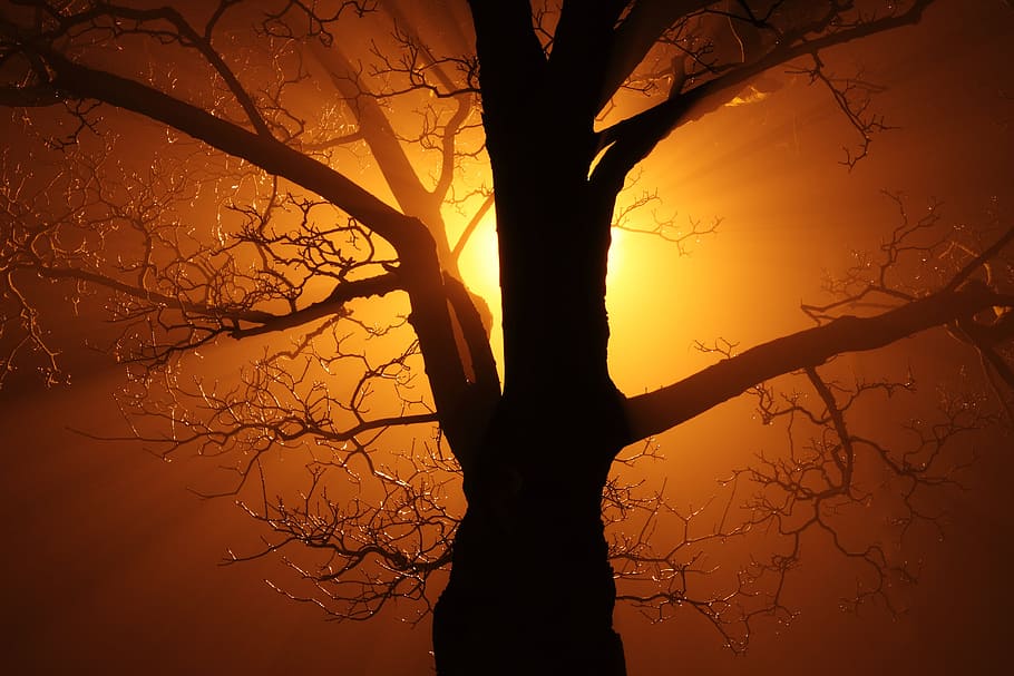 silhouette of bare tree, abstract, background, beautiful, black HD wallpaper