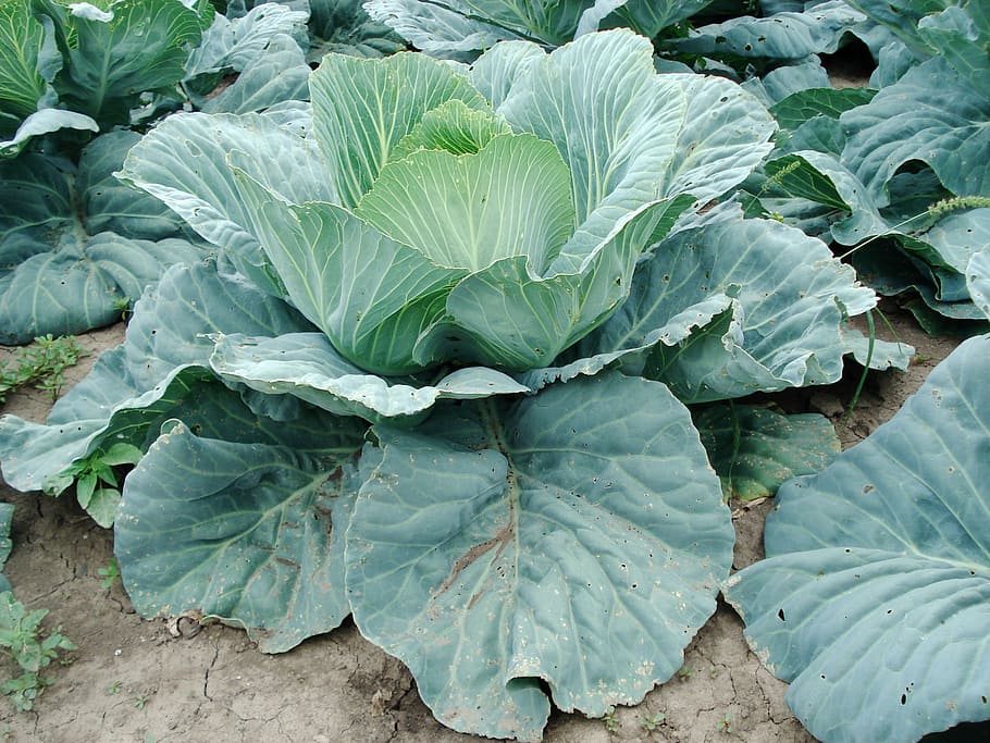sprouts, cabbage, plant, vegetable, food and drink, green color HD wallpaper