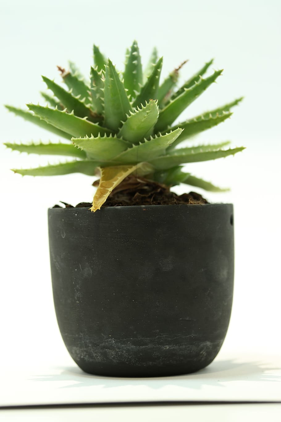 leaf, flora, nature, desktop, potted plant, growth, succulent plant HD wallpaper