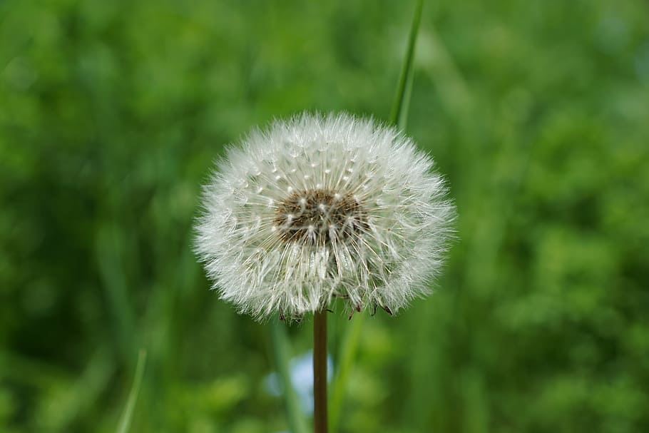 dandelion, flower, plant, green, nature, pointed flower, fragility HD wallpaper
