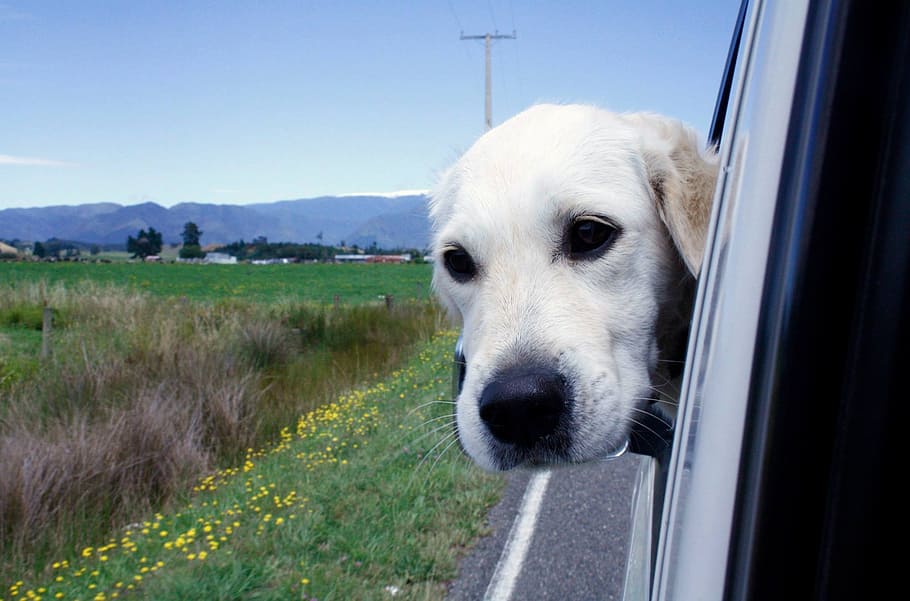 dog, blue sky, car, domestic animals, one animal, pets, mammal HD wallpaper