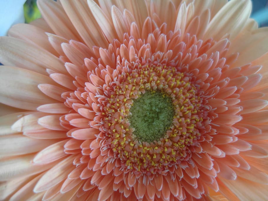 gerbera, pink gerbera, flower, spring, flowering plant, vulnerability HD wallpaper