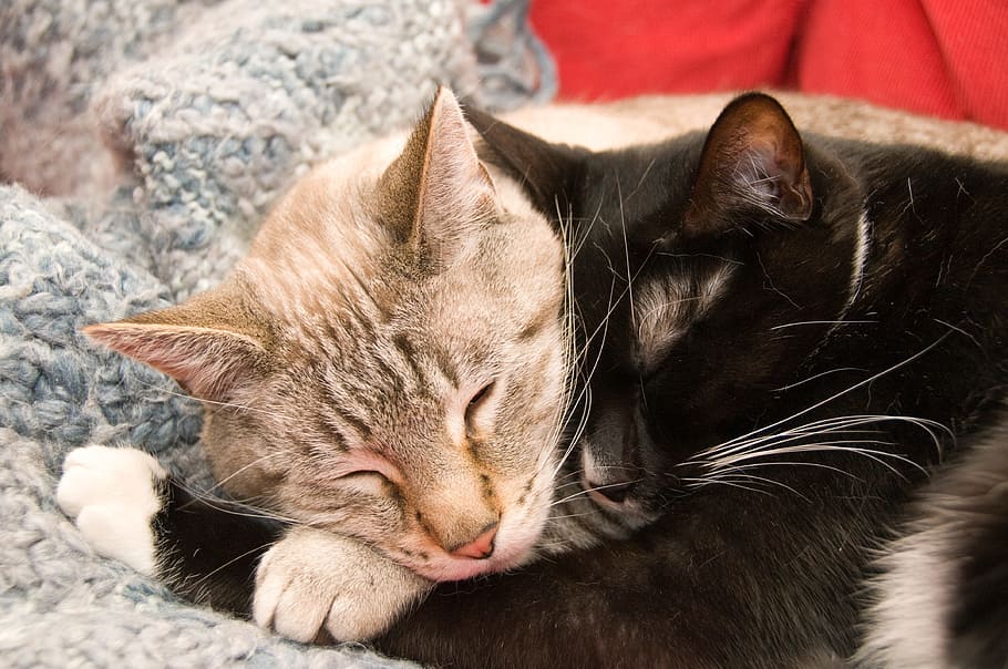 two black and gray cats lying on gray fur textile, cuddly, cute HD wallpaper