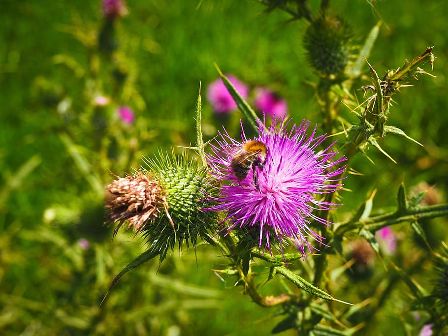 flowers, bee, blossom, bloom, insect, close, plant, honey bee HD wallpaper
