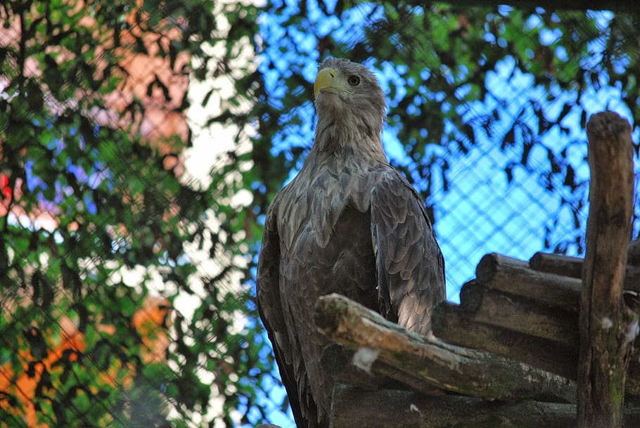 eagle, white-tailed eagle, bird, animal themes, vertebrate HD wallpaper