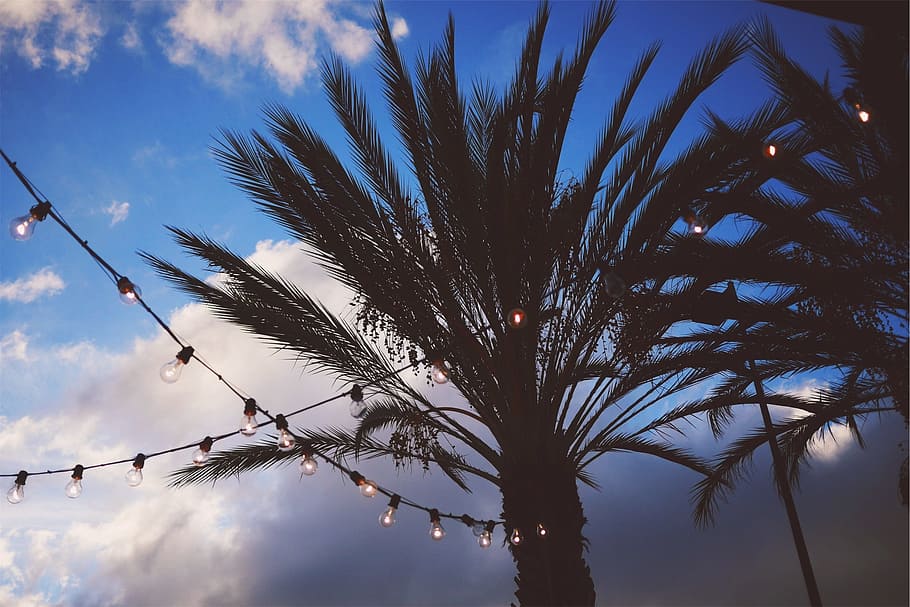 string lights, palm trees, sky, low angle view, cloud - sky HD wallpaper