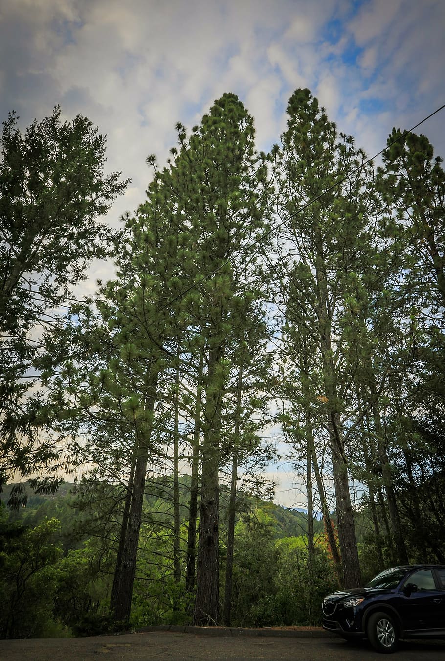 trees, sky, clouds, wide angle, nature, landscape, green, blue HD wallpaper