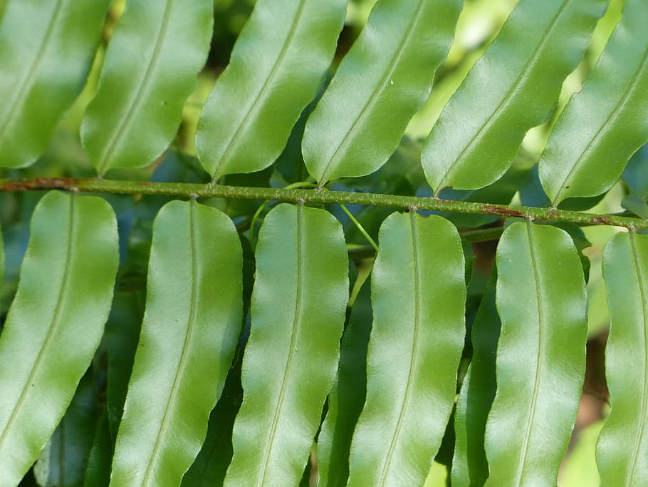 leaf, green, background, green color, growth, plant, plant part HD wallpaper