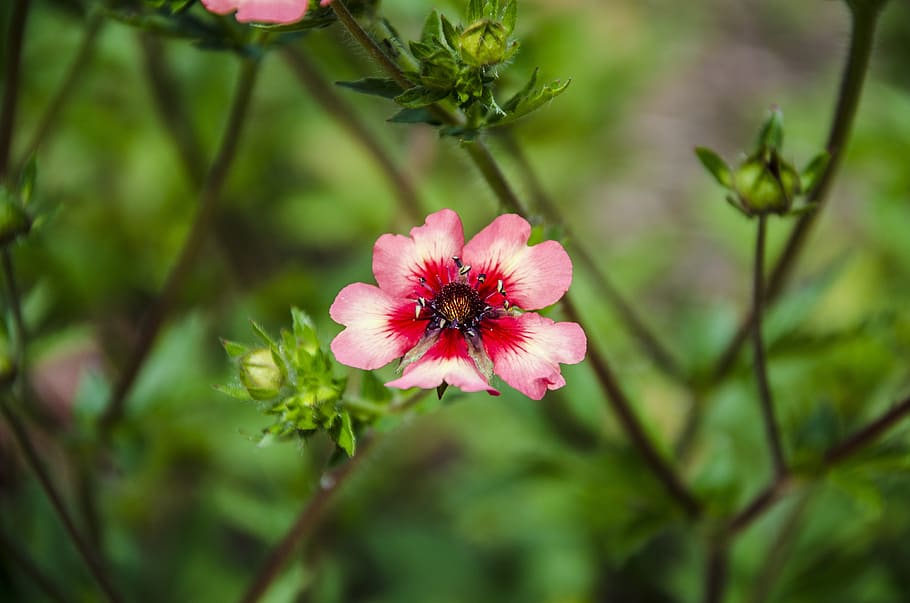 flower, red, green, spring, garden, plant, nature, beauty, flowering plant HD wallpaper